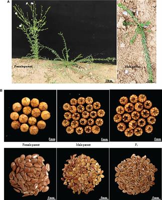 Phenotypic analysis of Longya-10 × pale flax hybrid progeny and identification of candidate genes regulating prostrate/erect growth in flax plants